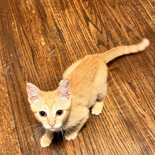 TOM BOY - Domestic Short Hair available for adoption