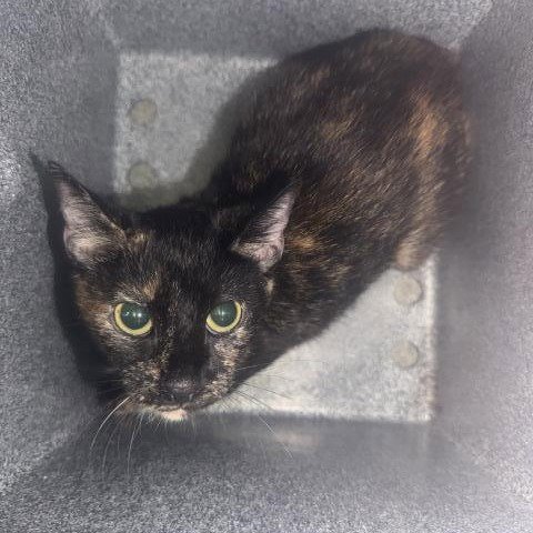 SUKI SUE - Domestic Short Hair available for adoption