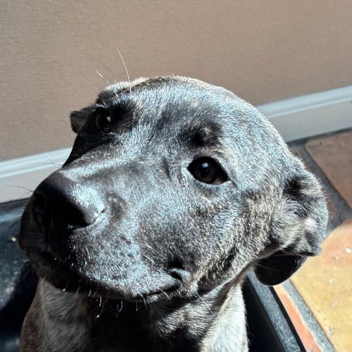 LOBO - Pit Bull Terrier available for adoption