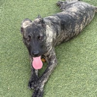 Lobo - Photo 3
