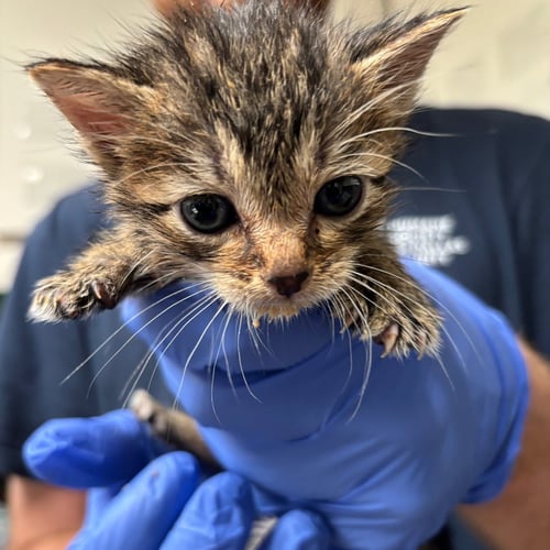 LEEK - Domestic Short Hair available for adoption