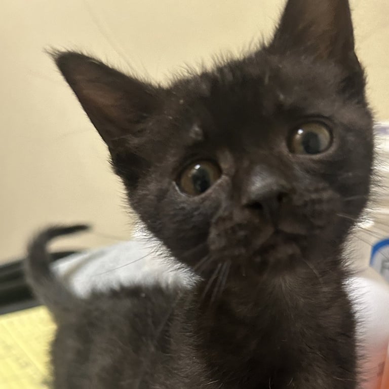 Salem Image