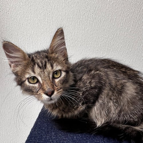 NIMBUS - Domestic Short Hair available for adoption