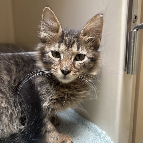 NIMBUS - Domestic Short Hair available for adoption