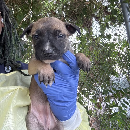 BELLADONNA - Terrier available for adoption