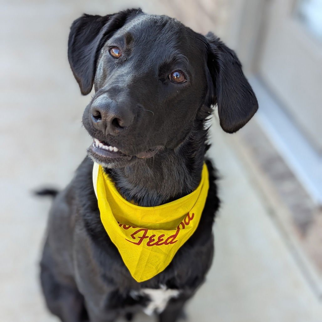 MIDNIGHT TRAIN (NEW DIGS) - Labrador Retriever available for adoption