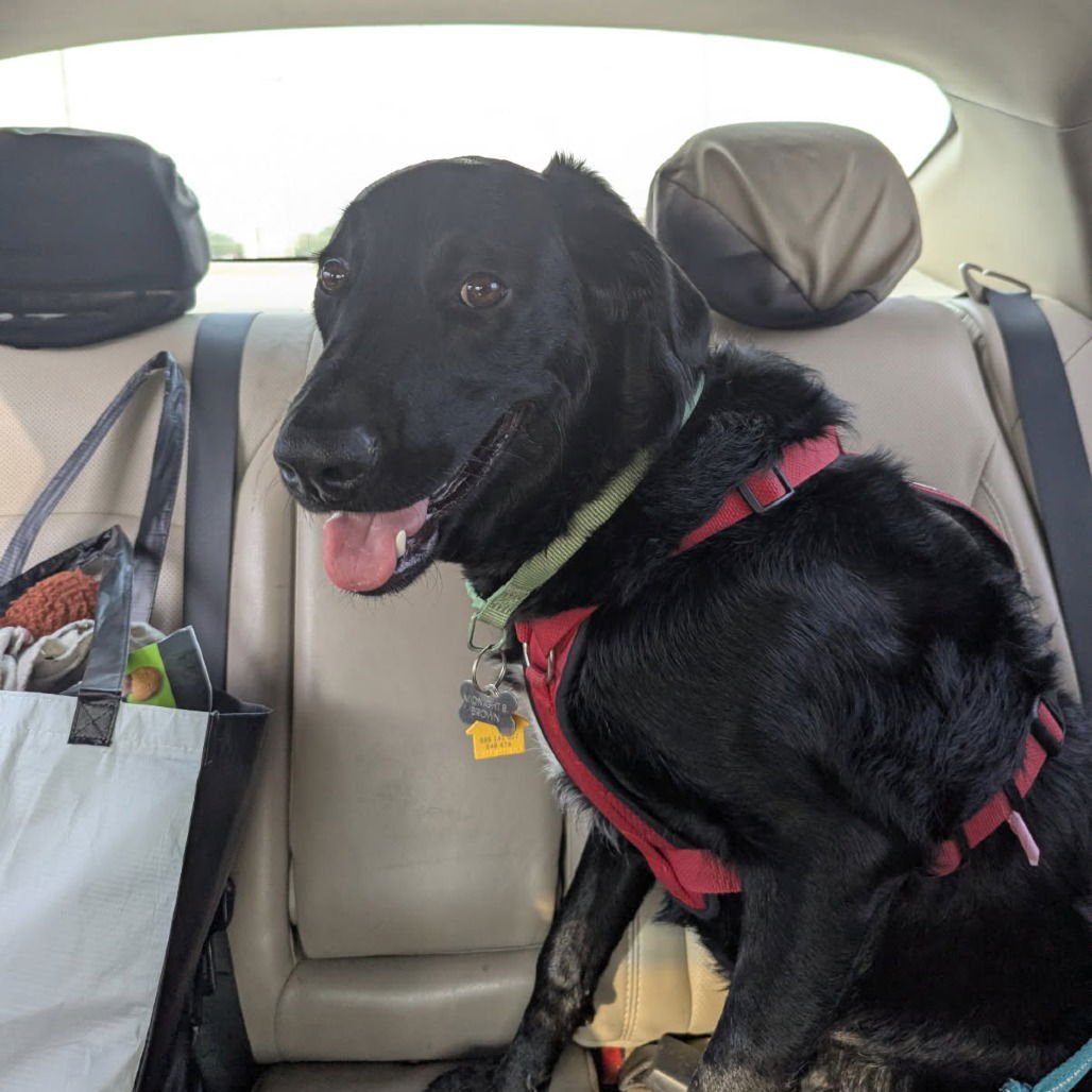 MIDNIGHT TRAIN (NEW DIGS) - Labrador Retriever available for adoption