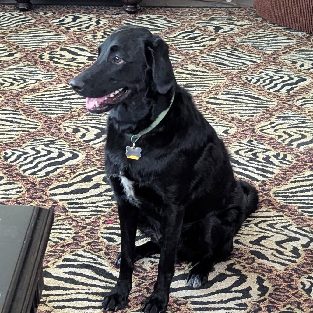 Midnight Train (New Digs) - Photo 4