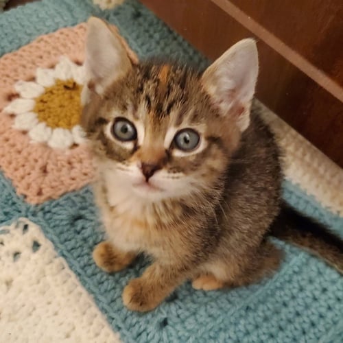 ZUZU - Domestic Short Hair available for adoption