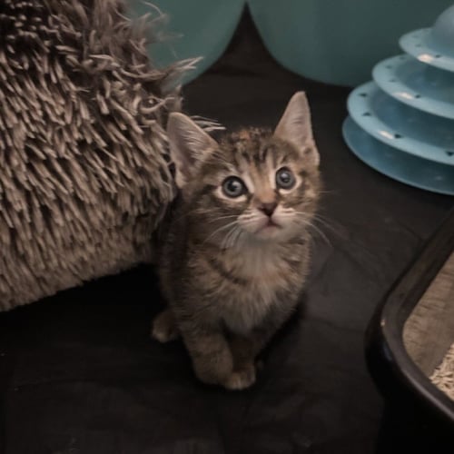 ZUZU - Domestic Short Hair available for adoption
