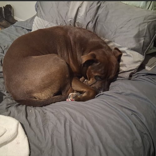 LUCY D - Terrier available for adoption
