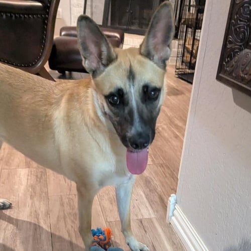BELLA XXVII (NEW DIGS) - German Shepherd Dog available for adoption