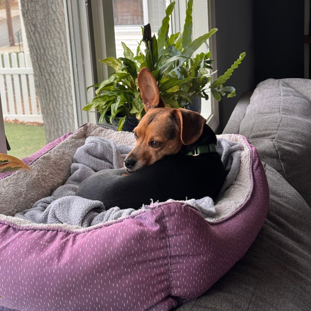 RHYS (NEW DIGS) - Beagle available for adoption