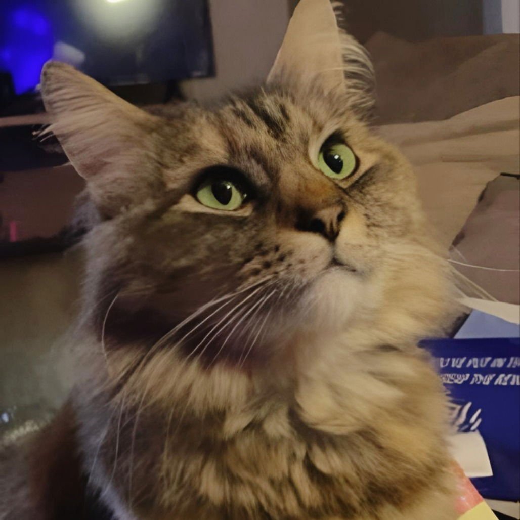 PICKLES (NEW DIGS) - Domestic Medium Hair available for adoption