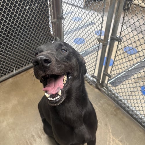 CAPTAIN MORGAN - Black Labrador Retriever available for adoption