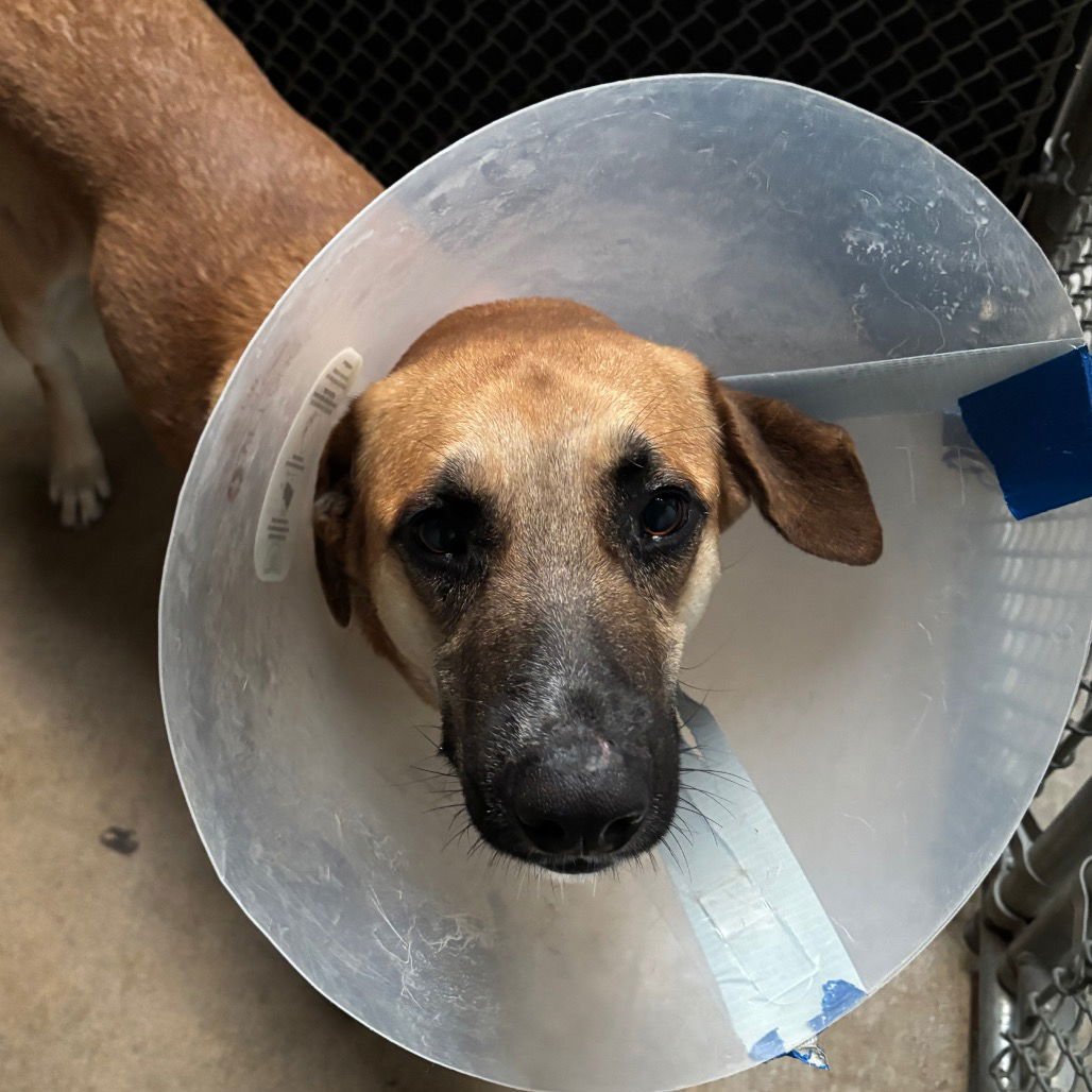 DON - Terrier available for adoption