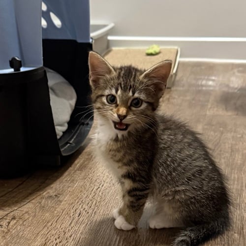 MARCELINE - Domestic Short Hair for adoption in Carrollton