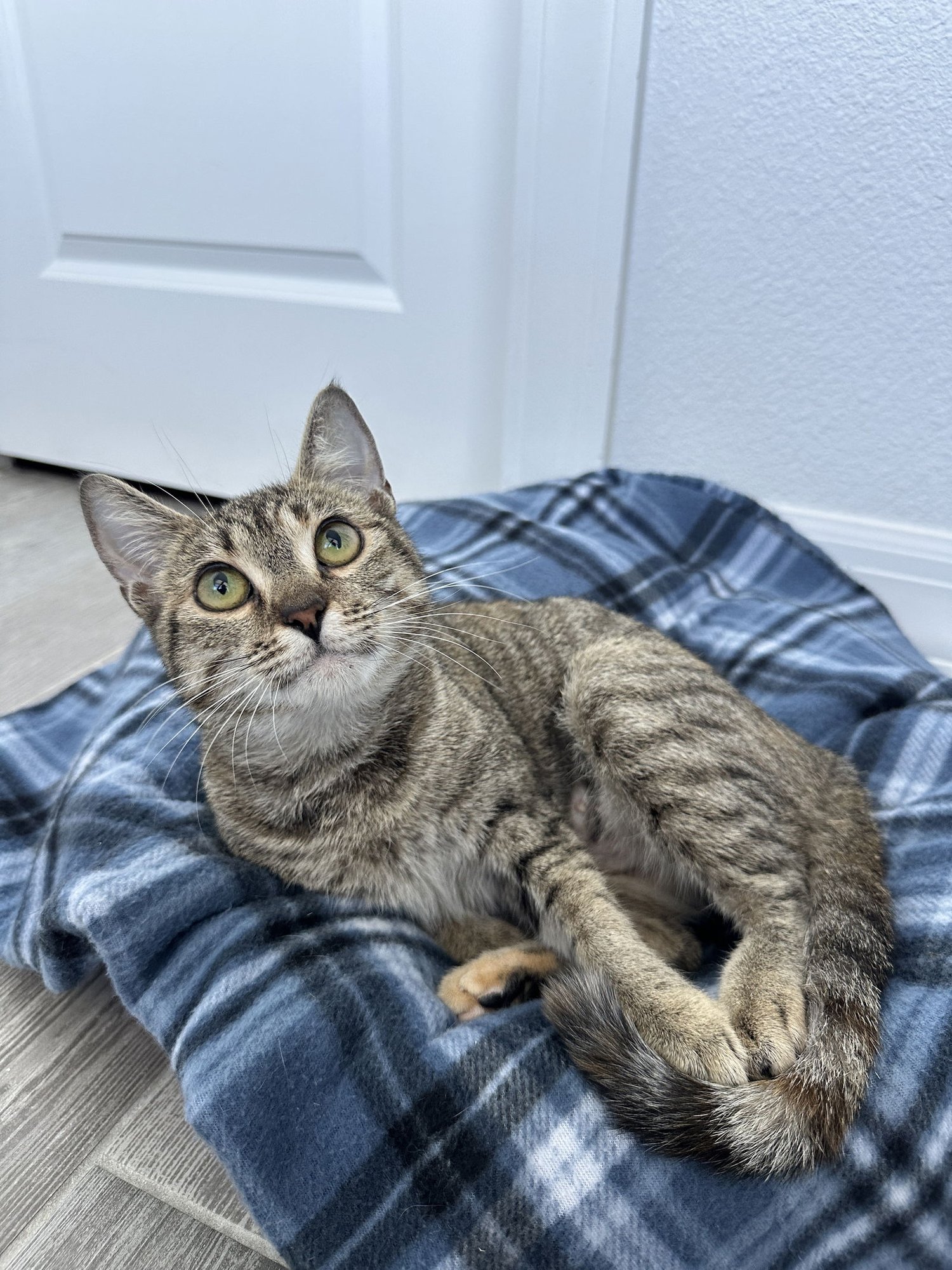 TINSEL - Domestic Short Hair available for adoption