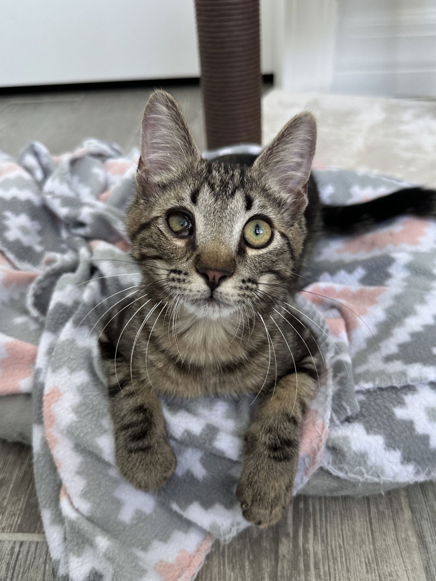 BINX - Domestic Short Hair available for adoption