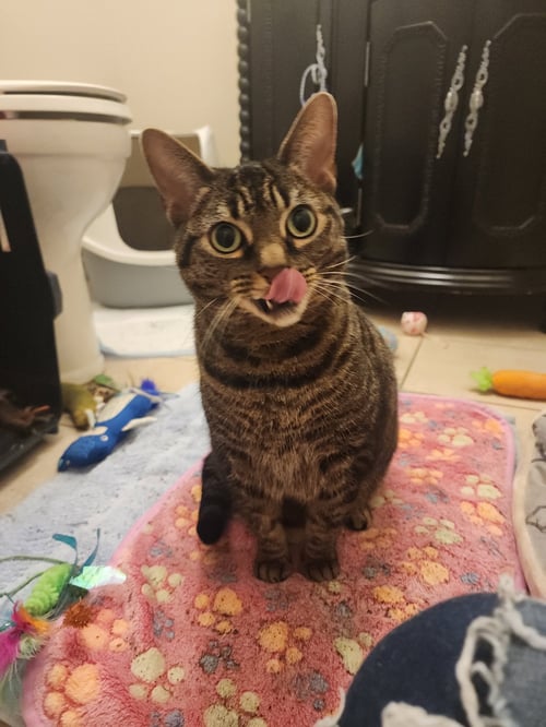 JUNIE - Domestic Short Hair for adoption in Orlando