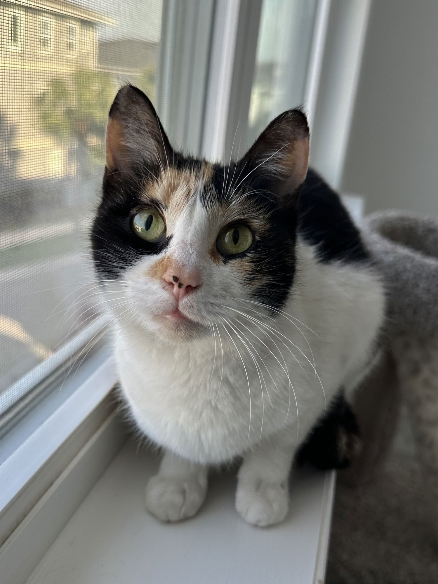 WREN - Domestic Short Hair available for adoption