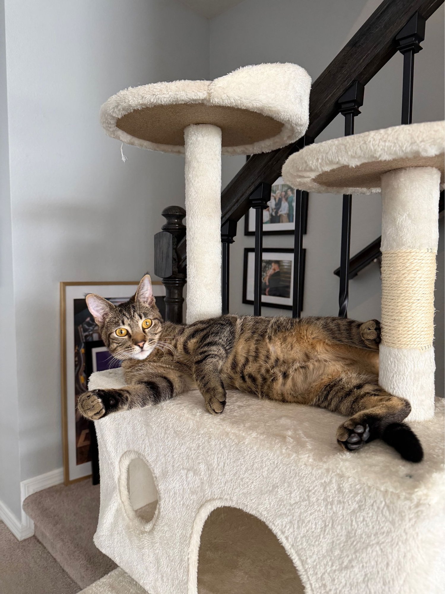 SCOUT - Domestic Short Hair available for adoption