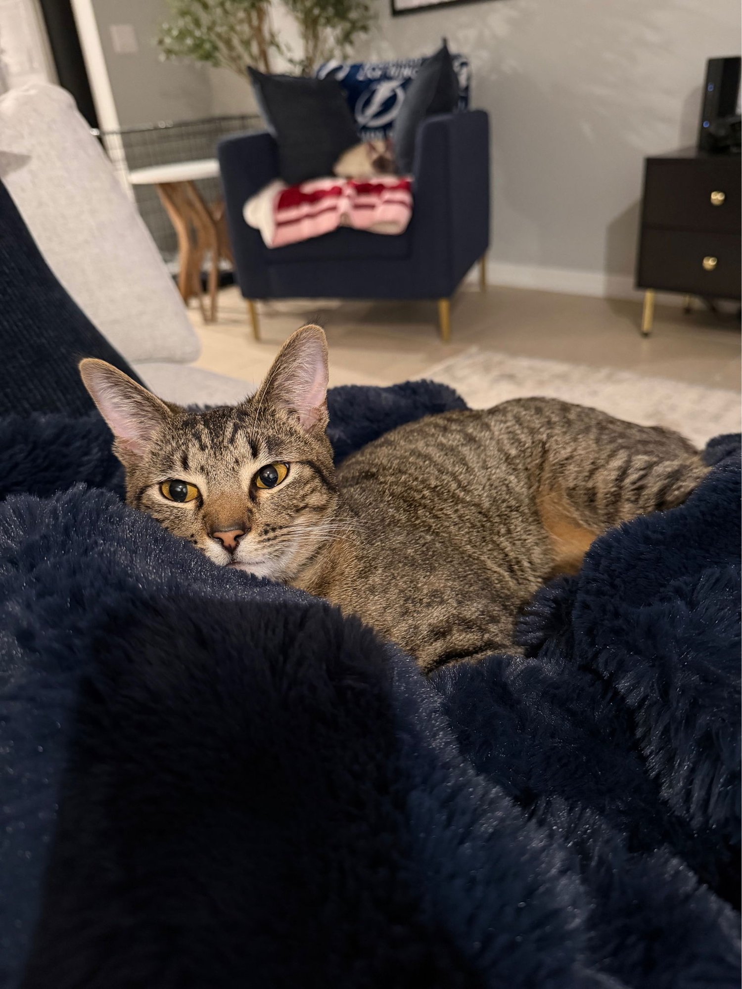 SCOUT - Domestic Short Hair available for adoption