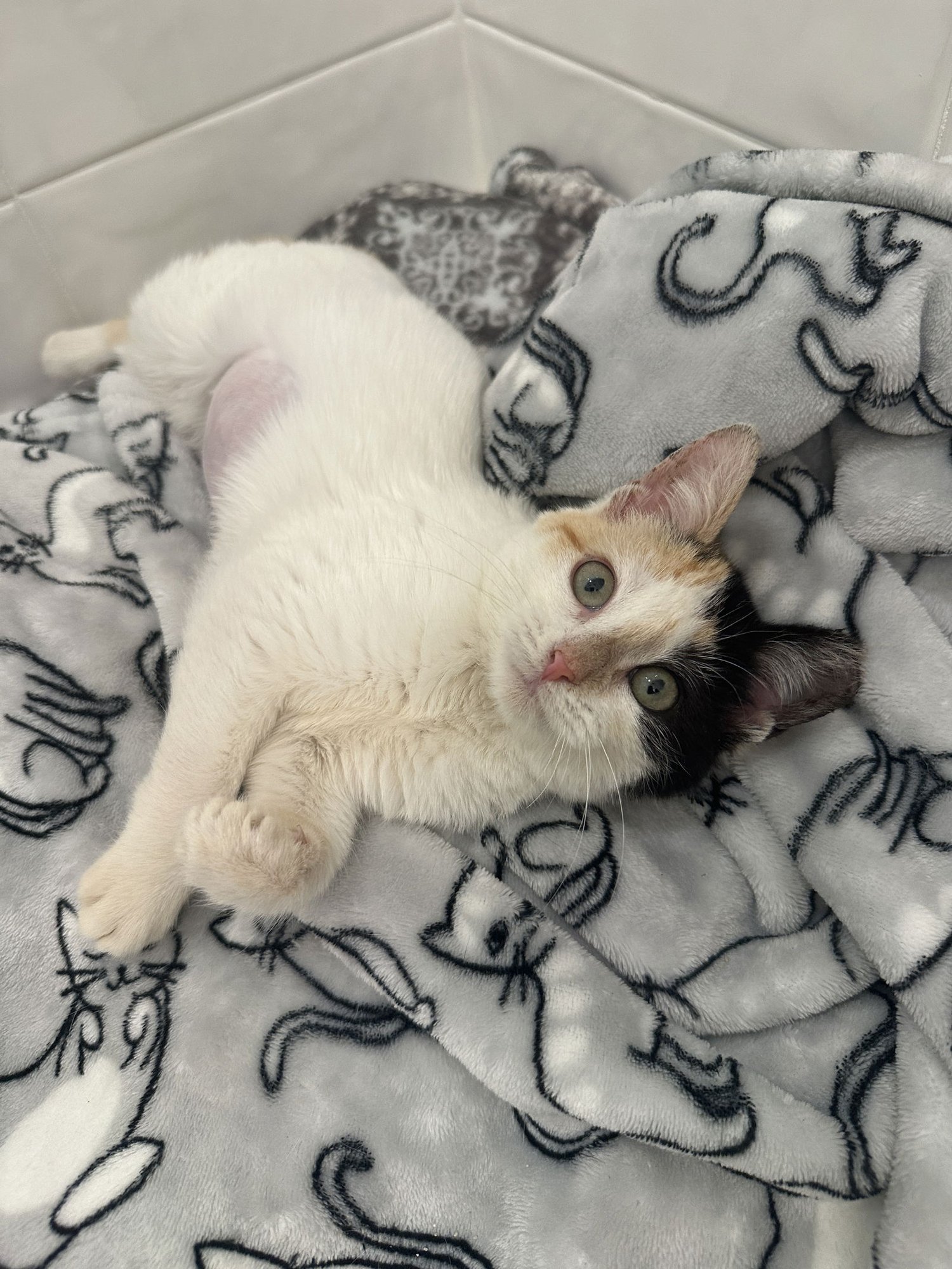 CATHY - Domestic Short Hair available for adoption