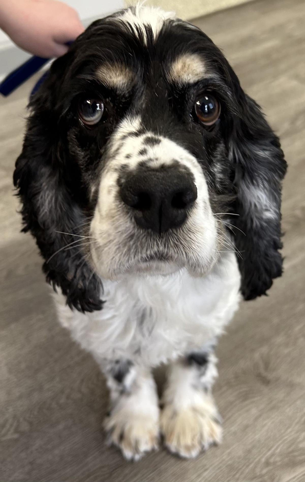 BESSY - Cocker Spaniel available for adoption