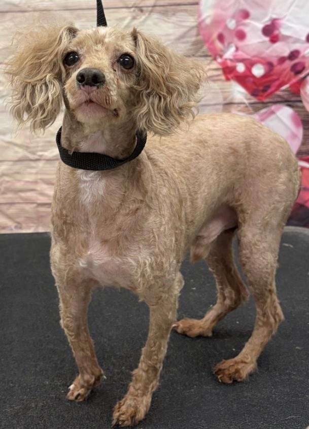 CHIP - Poodle (Miniature) available for adoption
