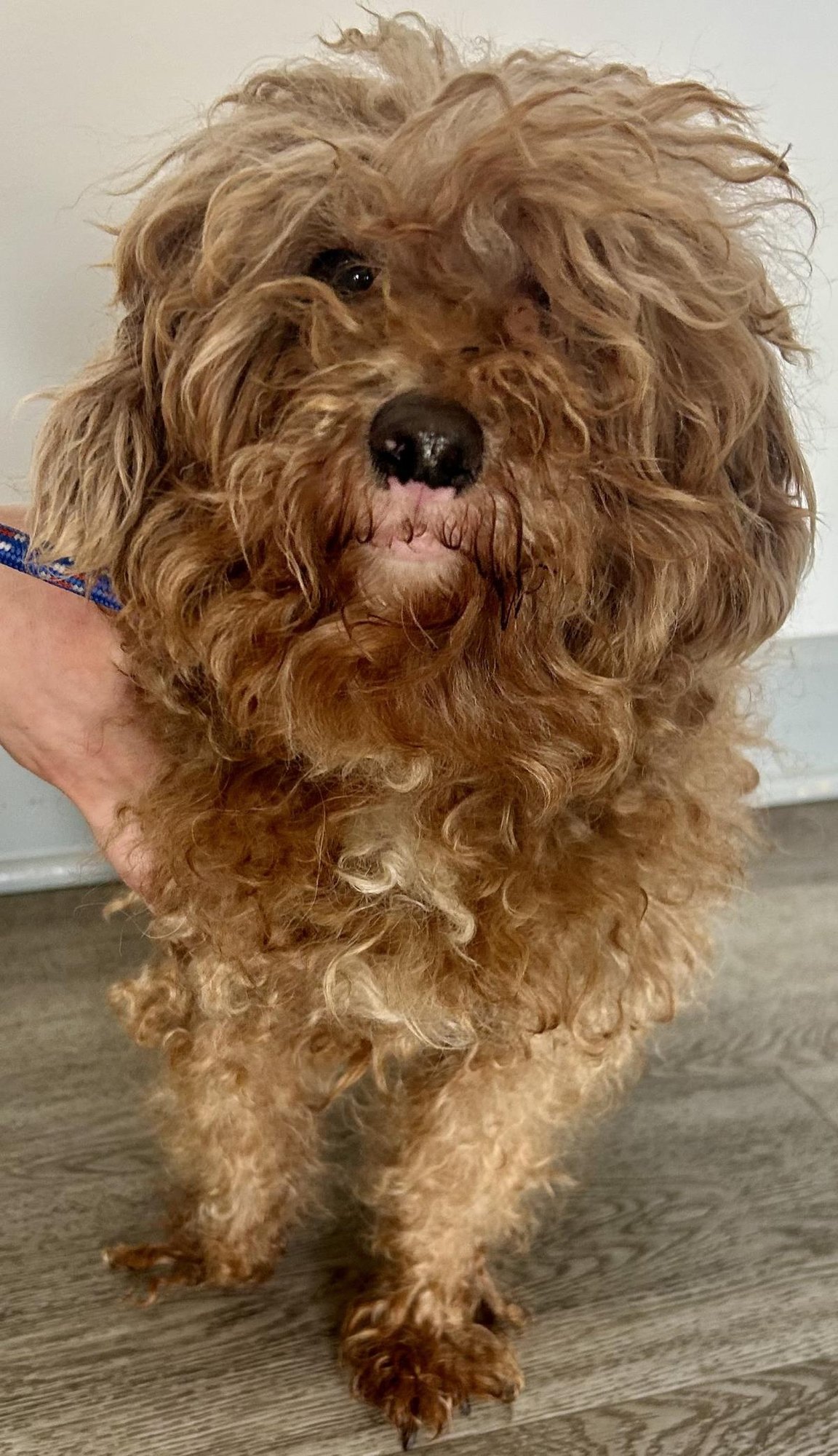 CHIP - Poodle (Miniature) available for adoption