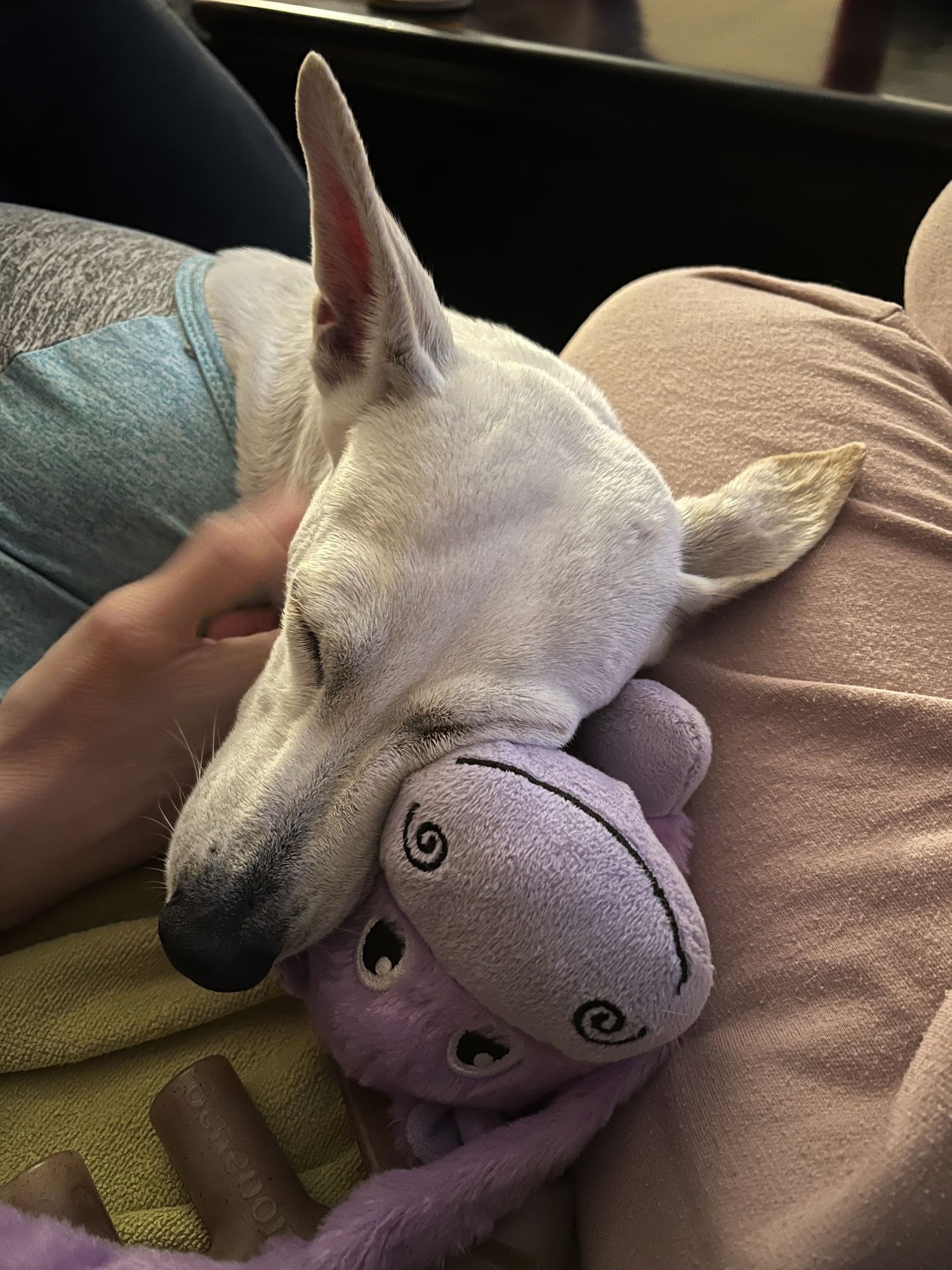 LUNA - COURTESY POST - Australian Cattle Dog/Blue Heeler / Terrier available for adoption