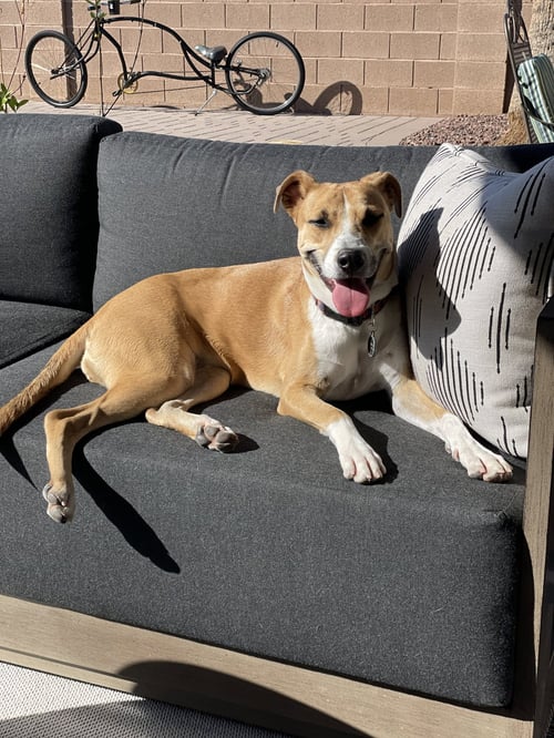 MARGE - American Pit Bull Terrier available for adoption