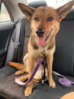 LILITH #2 - Carolina Dog / German Shepherd Dog available for adoption