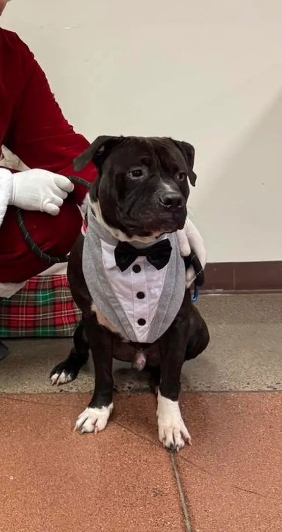 TEXAS - Staffordshire Bull Terrier / Pit Bull Terrier available for adoption