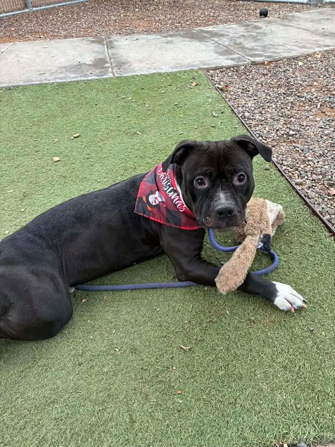 TEXAS - Staffordshire Bull Terrier / Pit Bull Terrier available for adoption