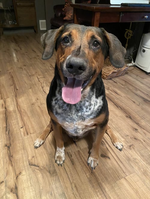 RESCUE - Shepherd / Hound available for adoption