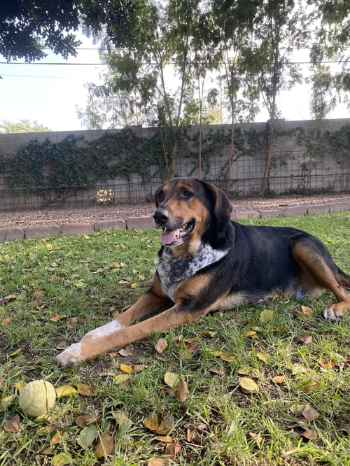 RESCUE - Shepherd / Hound available for adoption