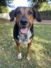 RESCUE - Photo 4