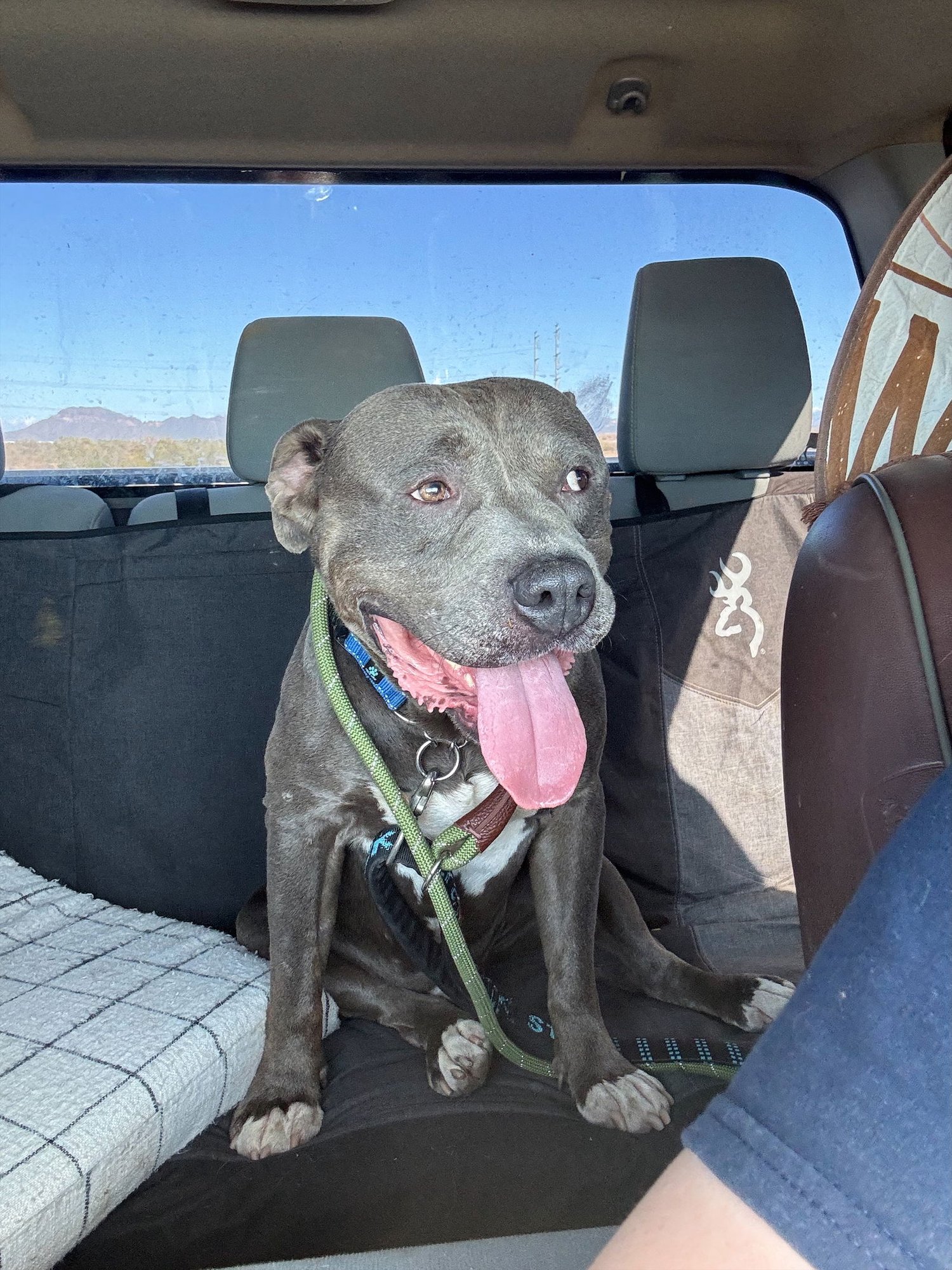 GRADY - Pit Bull Terrier available for adoption