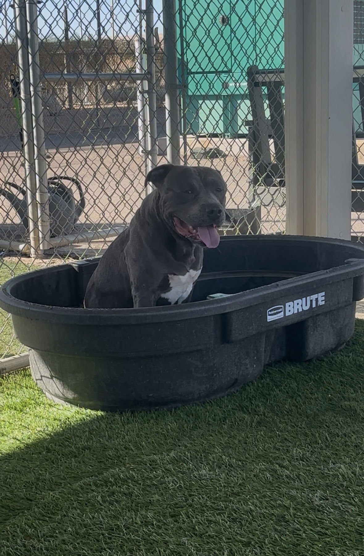 GRADY - Pit Bull Terrier available for adoption