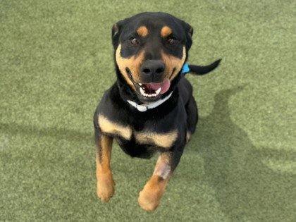 BUTTON - Rottweiler available for adoption