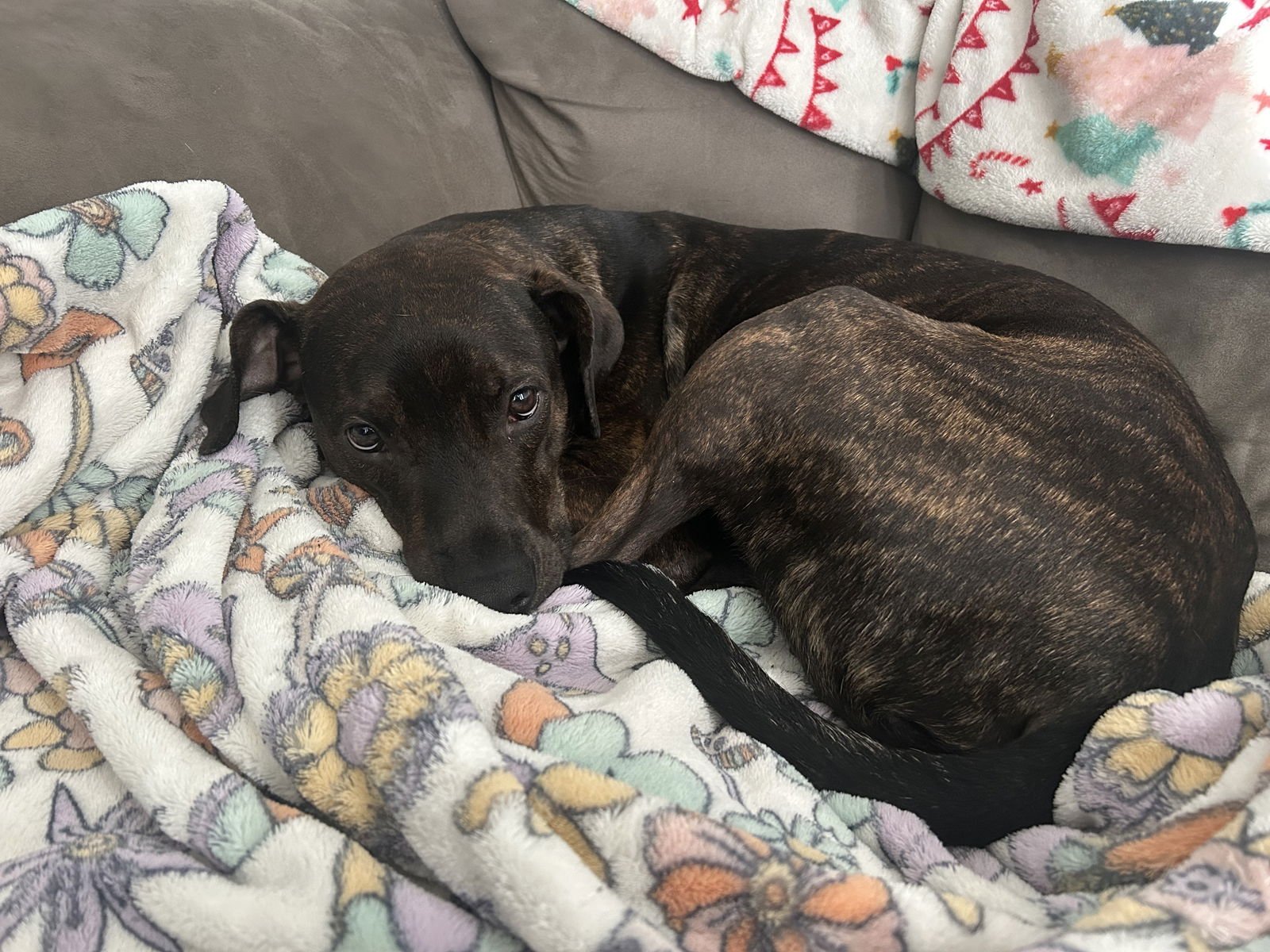 CHARLIE #27 - Boxer / Labrador Retriever available for adoption