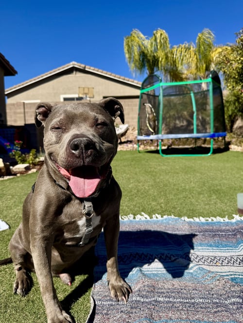MICAH #4 - American Pit Bull Terrier available for adoption