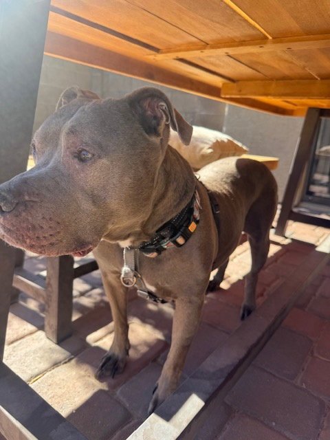 MICAH #4 - American Pit Bull Terrier available for adoption