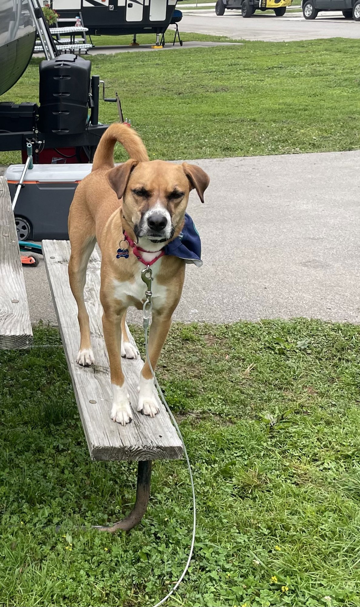 LUCA - Hound / Labrador Retriever available for adoption