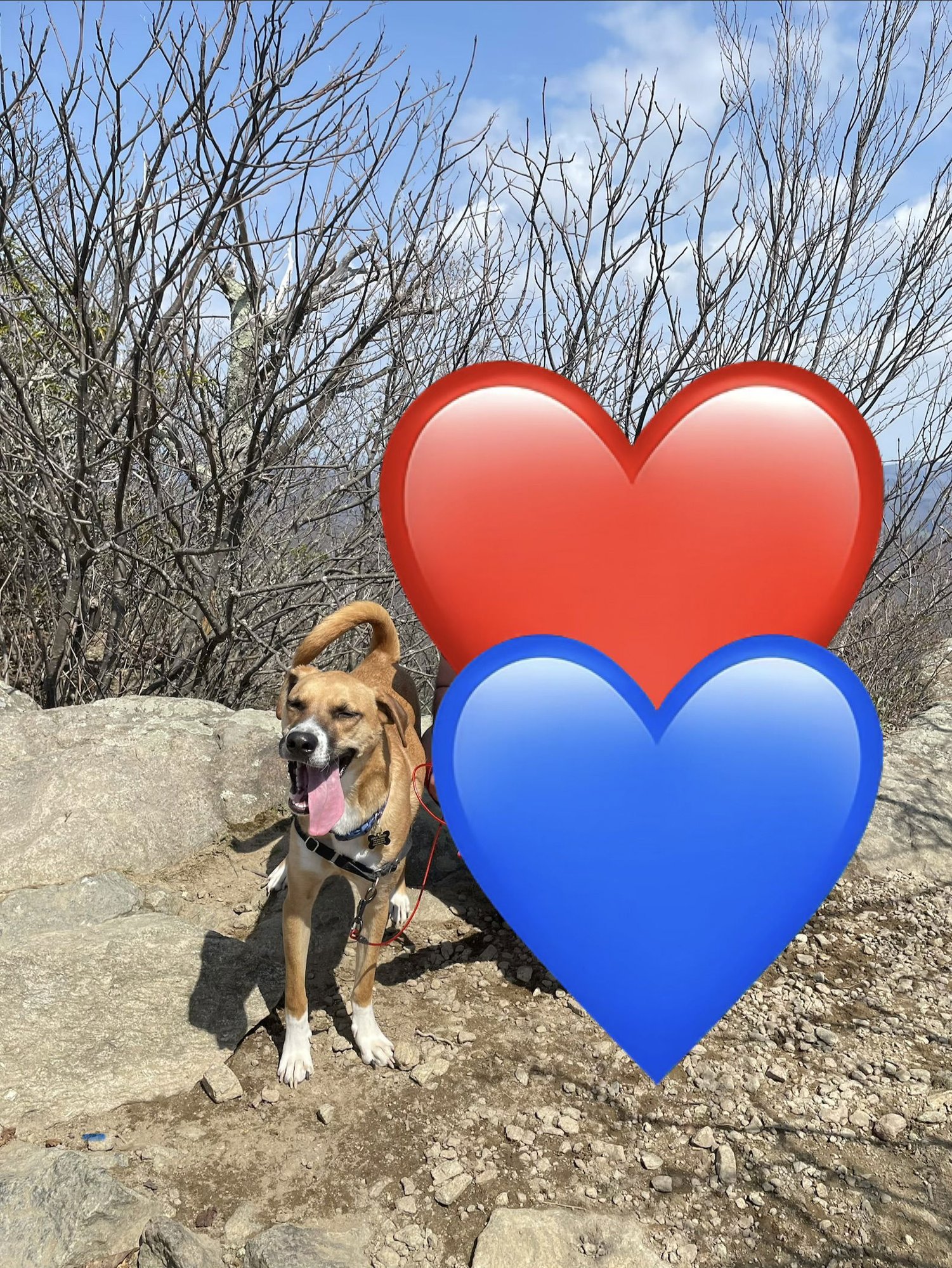 LUCA - Hound / Labrador Retriever available for adoption