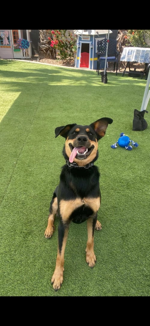 CRICKET #4 - Shepherd available for adoption
