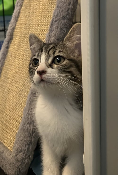HISSHISS - Domestic Short Hair available for adoption