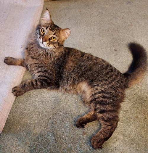 DONNIE (CAT) - Domestic Medium Hair / Maine Coon available for adoption